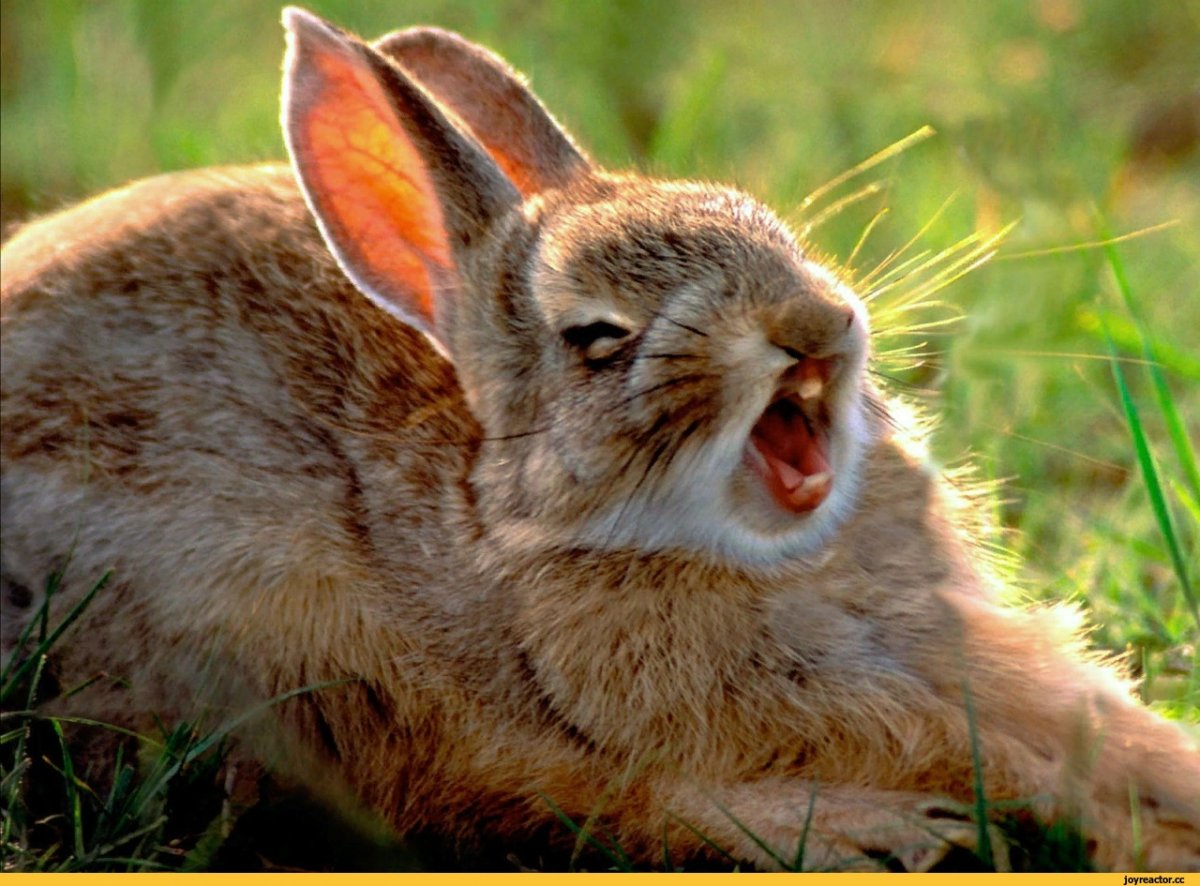 Злой милый кролик