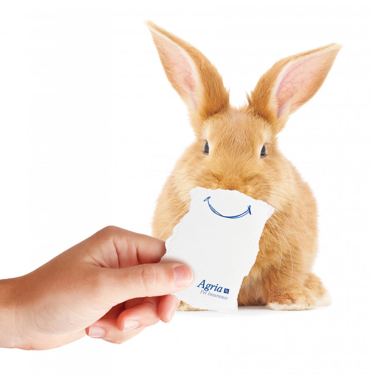 Рейман Реббитс кролики