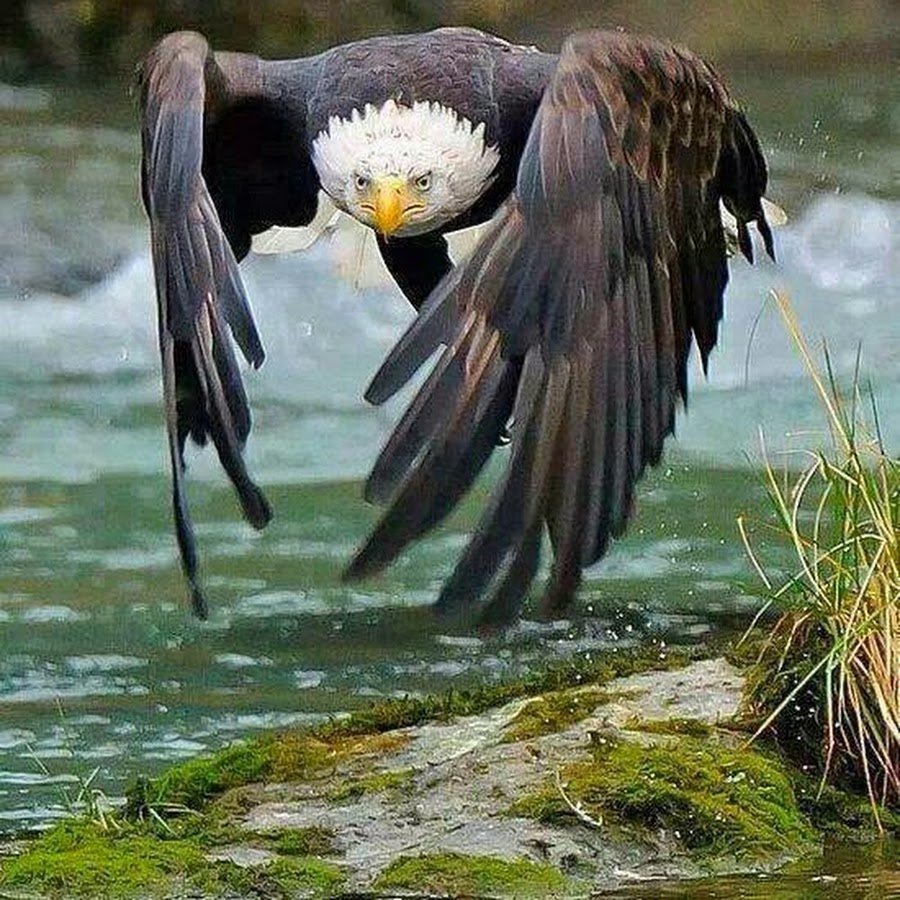 Фантастическая птица