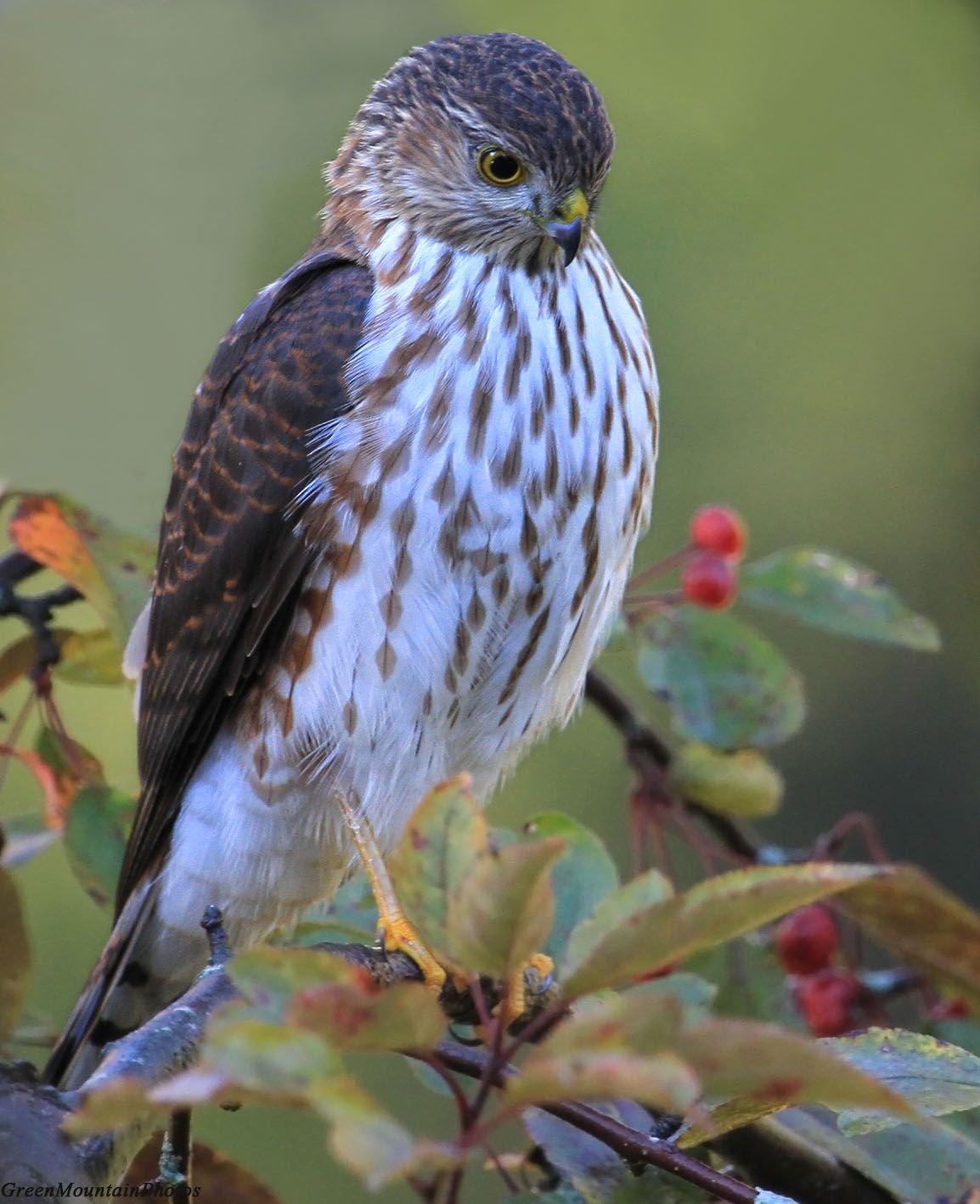 Маврикийская пустельга