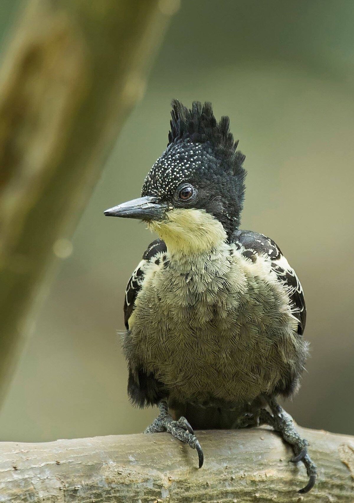 Сокол дербник
