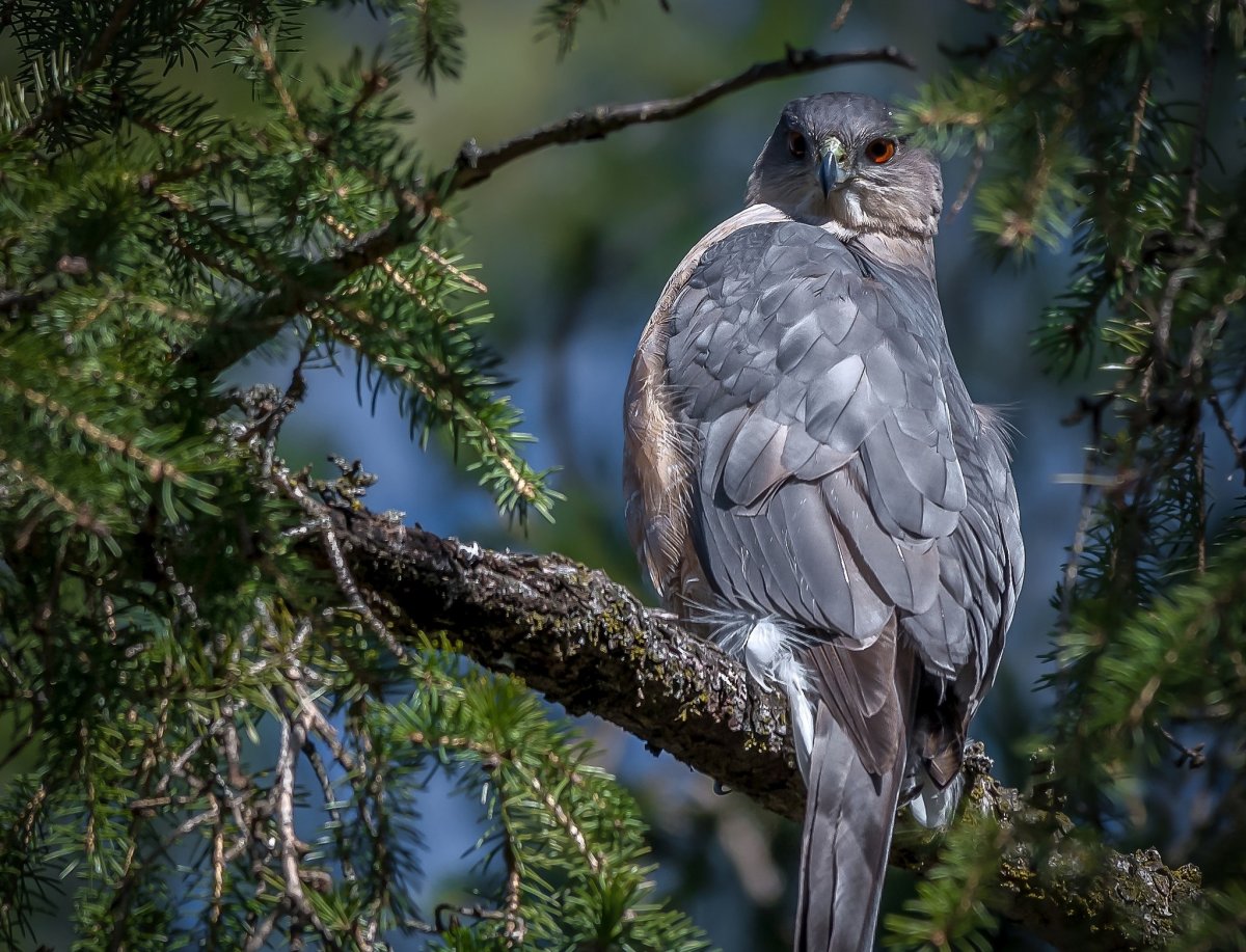 Амазонка черный ястреб птица