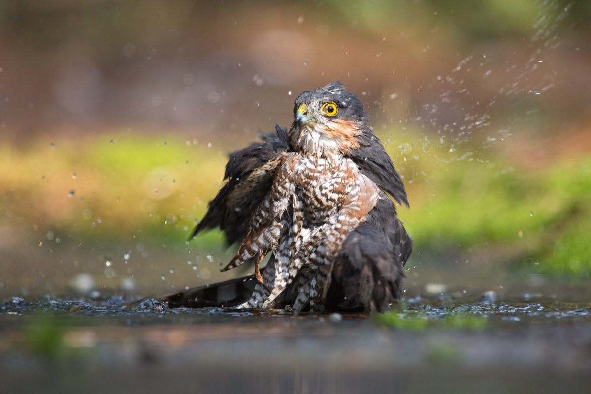 Сокол Пилигрим птица