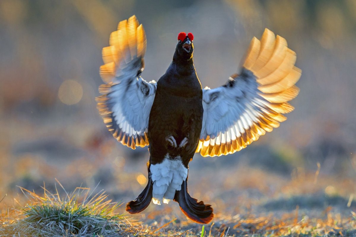 Пустельга Кречет Сапсан