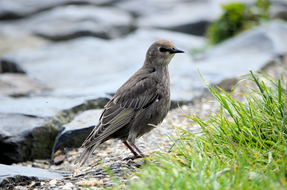 Белый Сокол Сапсан