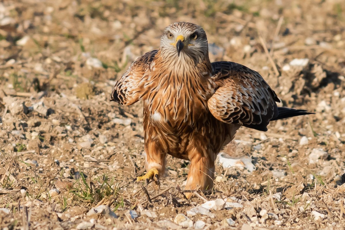 Ястреб крючконос птица