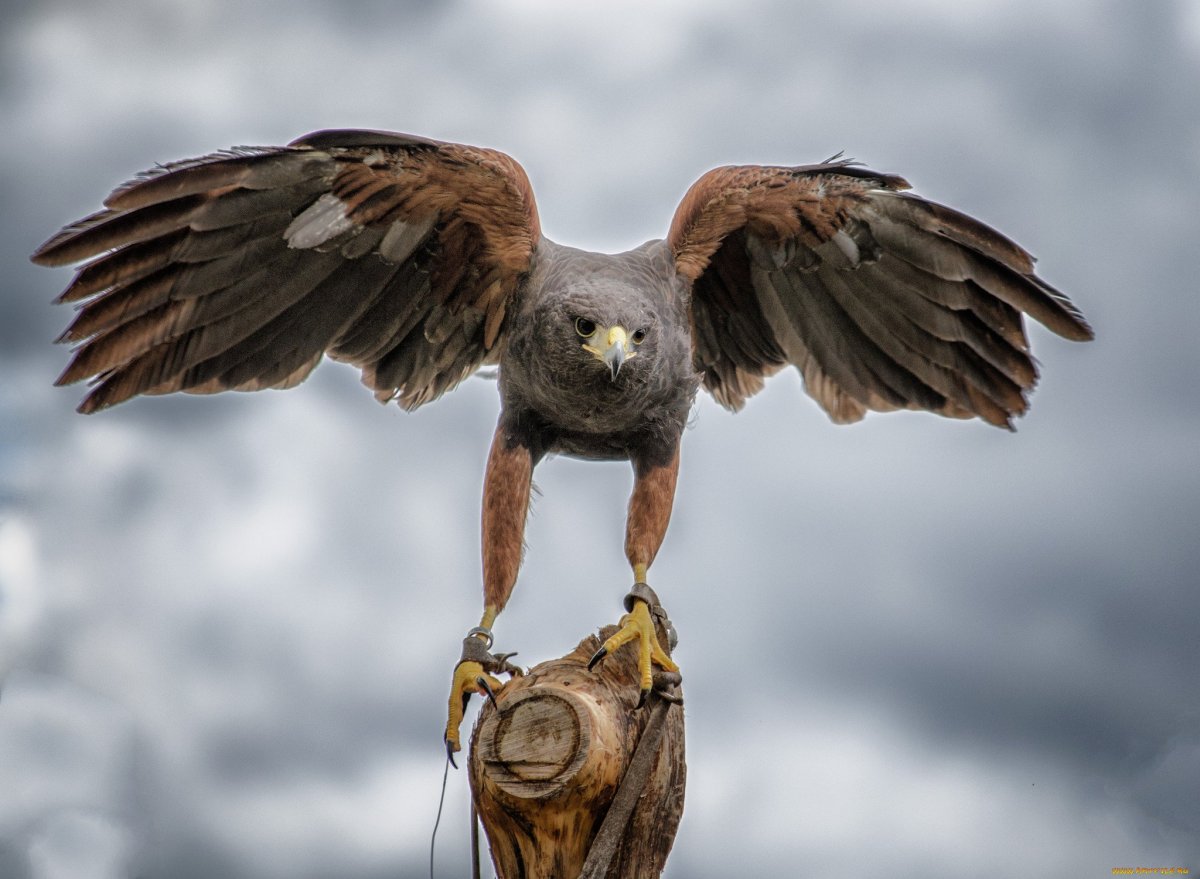 Соколы Сапсаны охотятся на леммингов