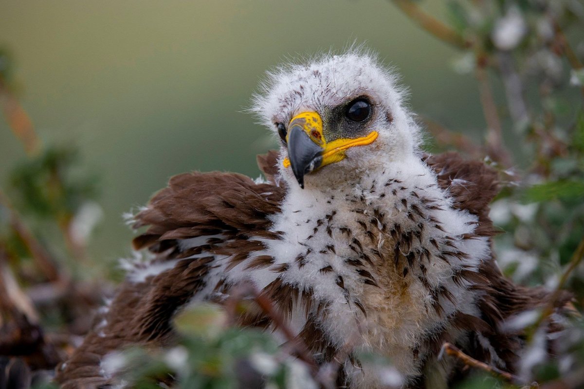 Пилигрим птица