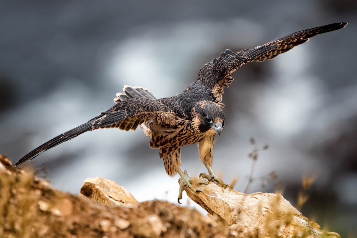 Клюв Сокола