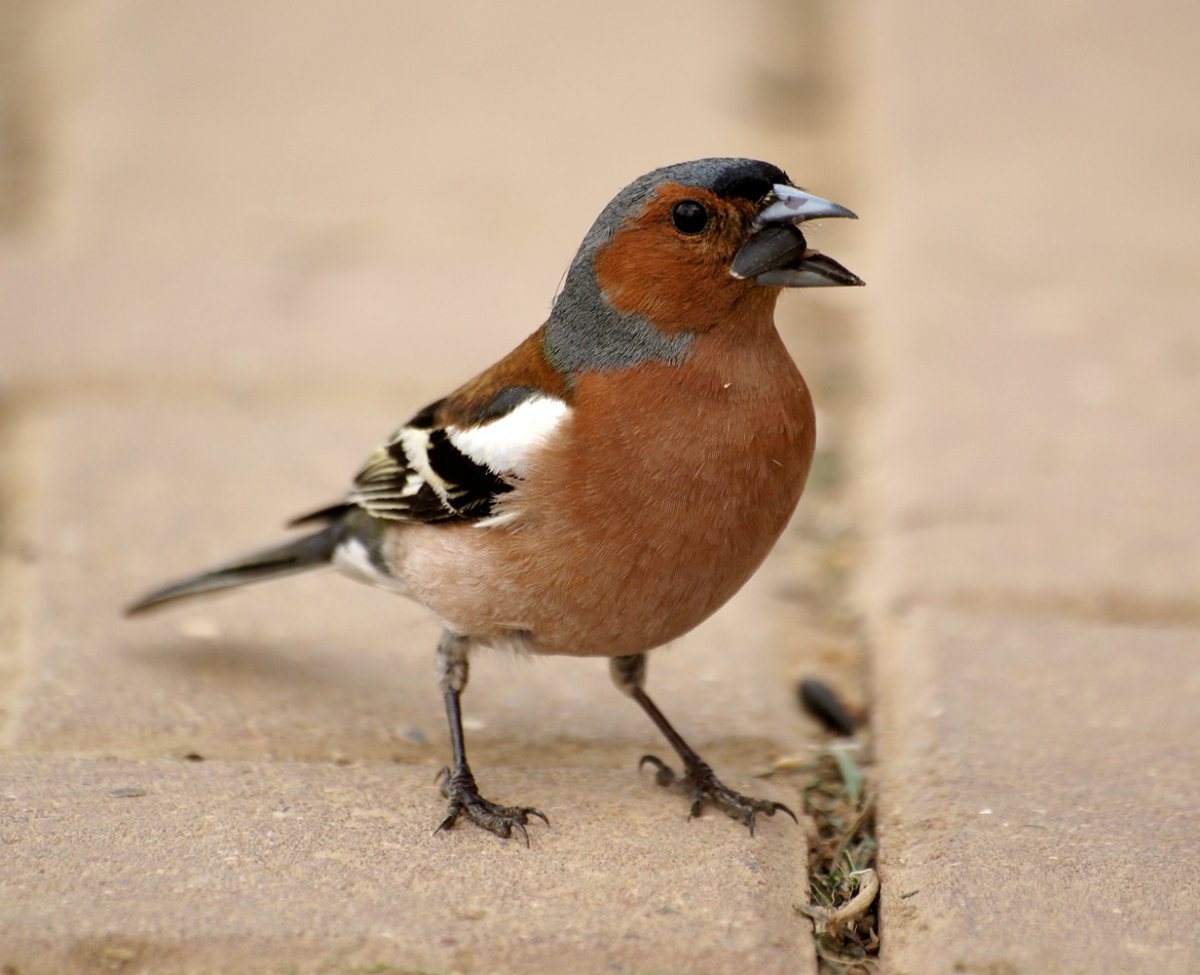 Зарянка горихвостка