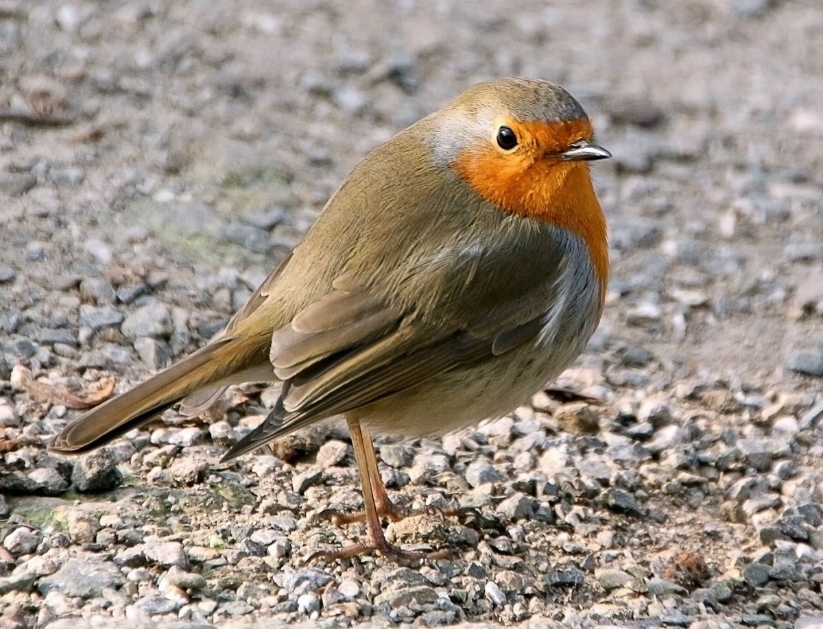 Птица с коричневой грудкой