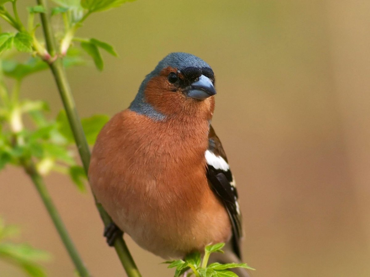Дрозд с оранжевой грудкой