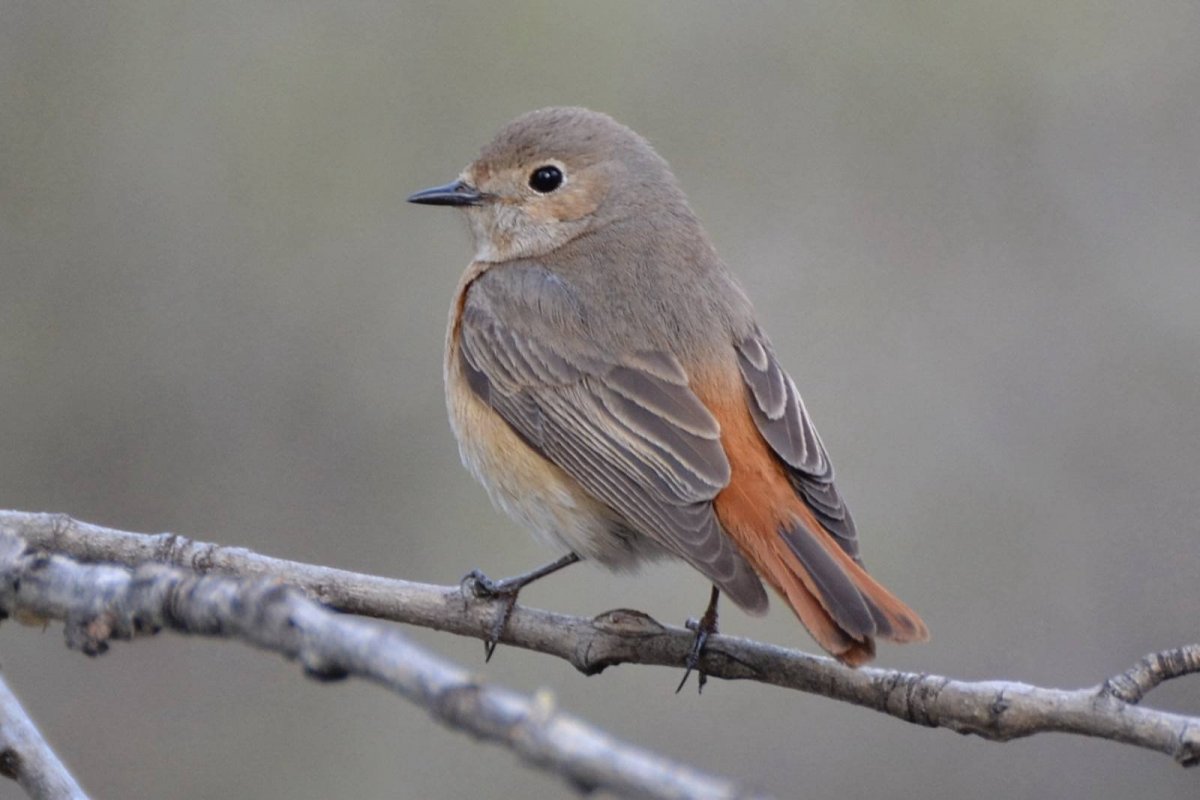 Птица с оранжевой грудкой