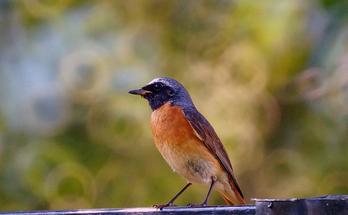 Маленькая птичка с оранжевой грудкой