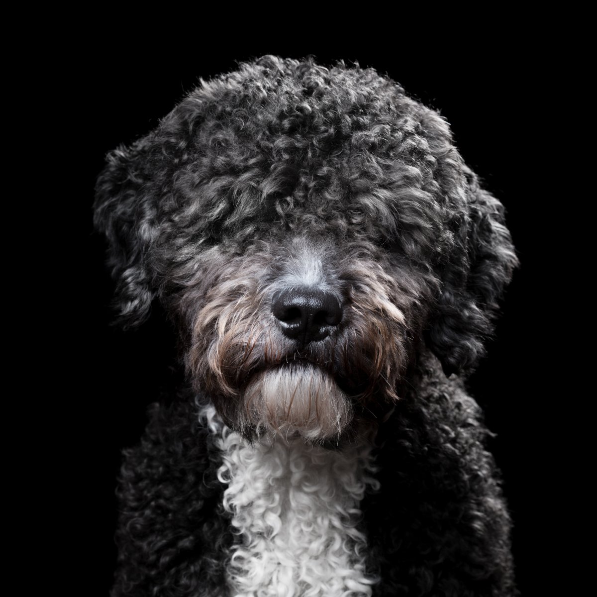 Карликовый пудель