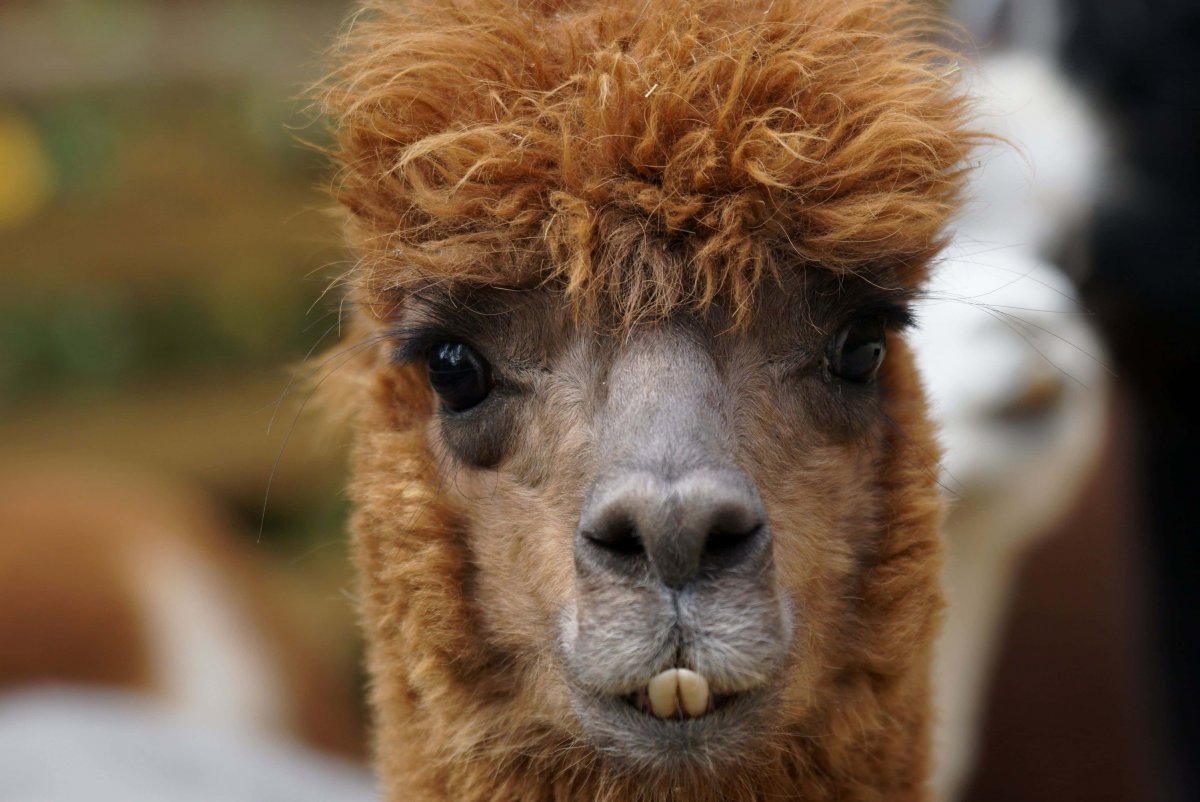 Злая лама фото