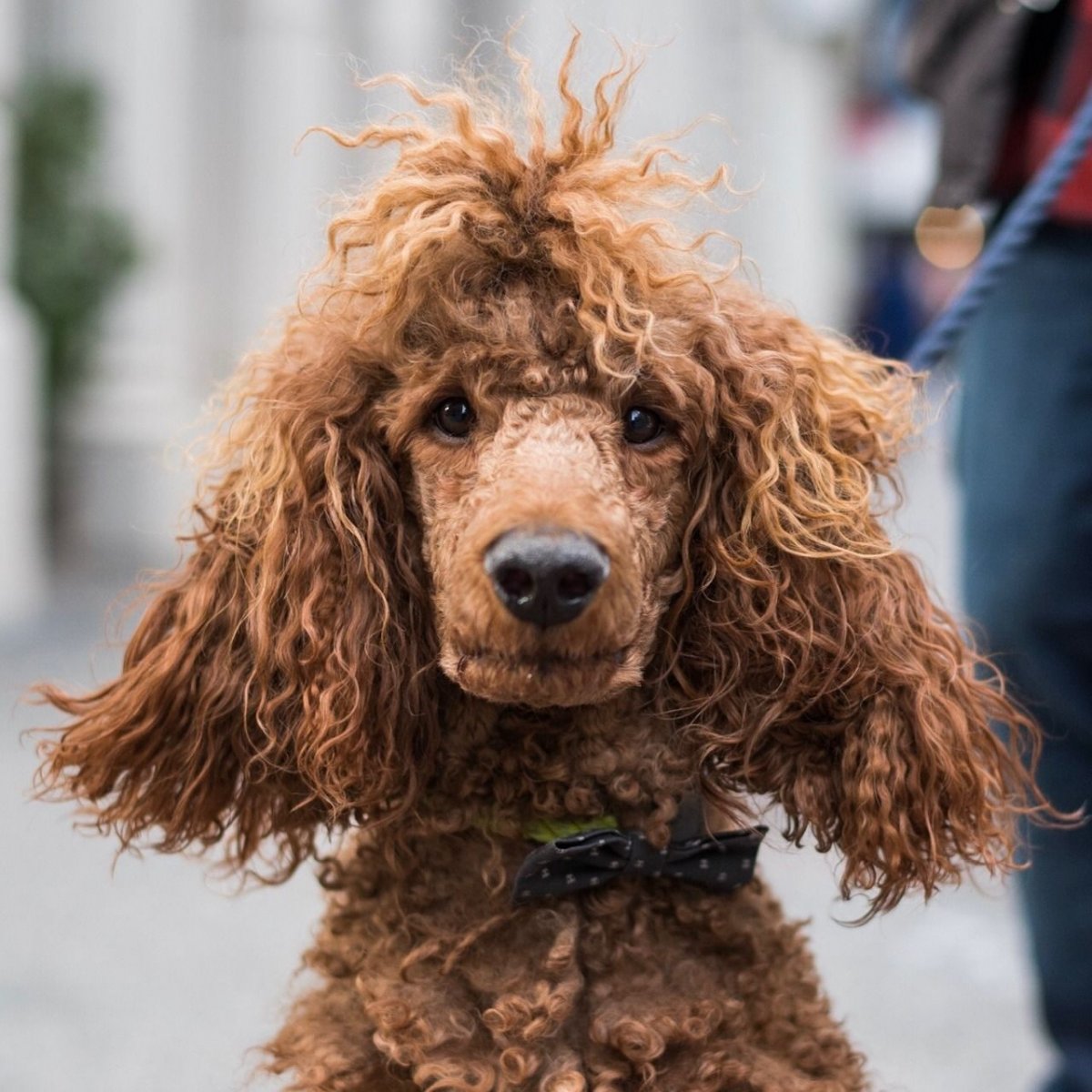 Белый курчавый голубь