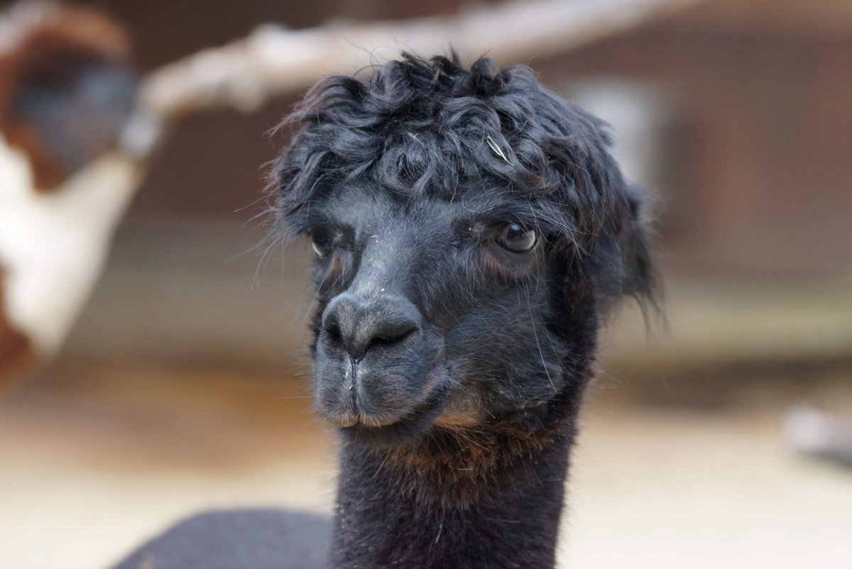 Королевский пудель лохматый