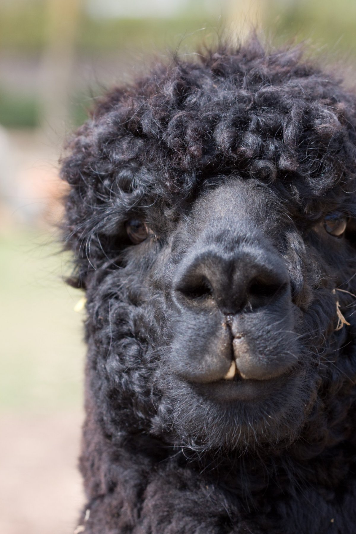 Кучерявый баран