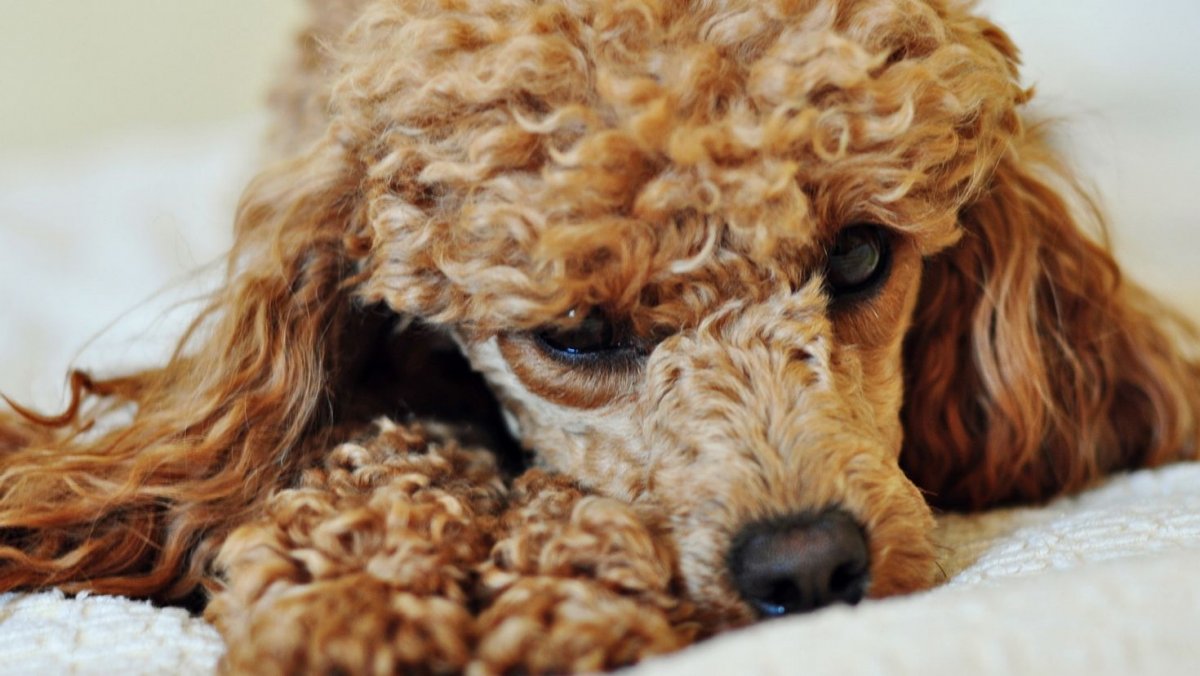 Пудель кудрявый мультик