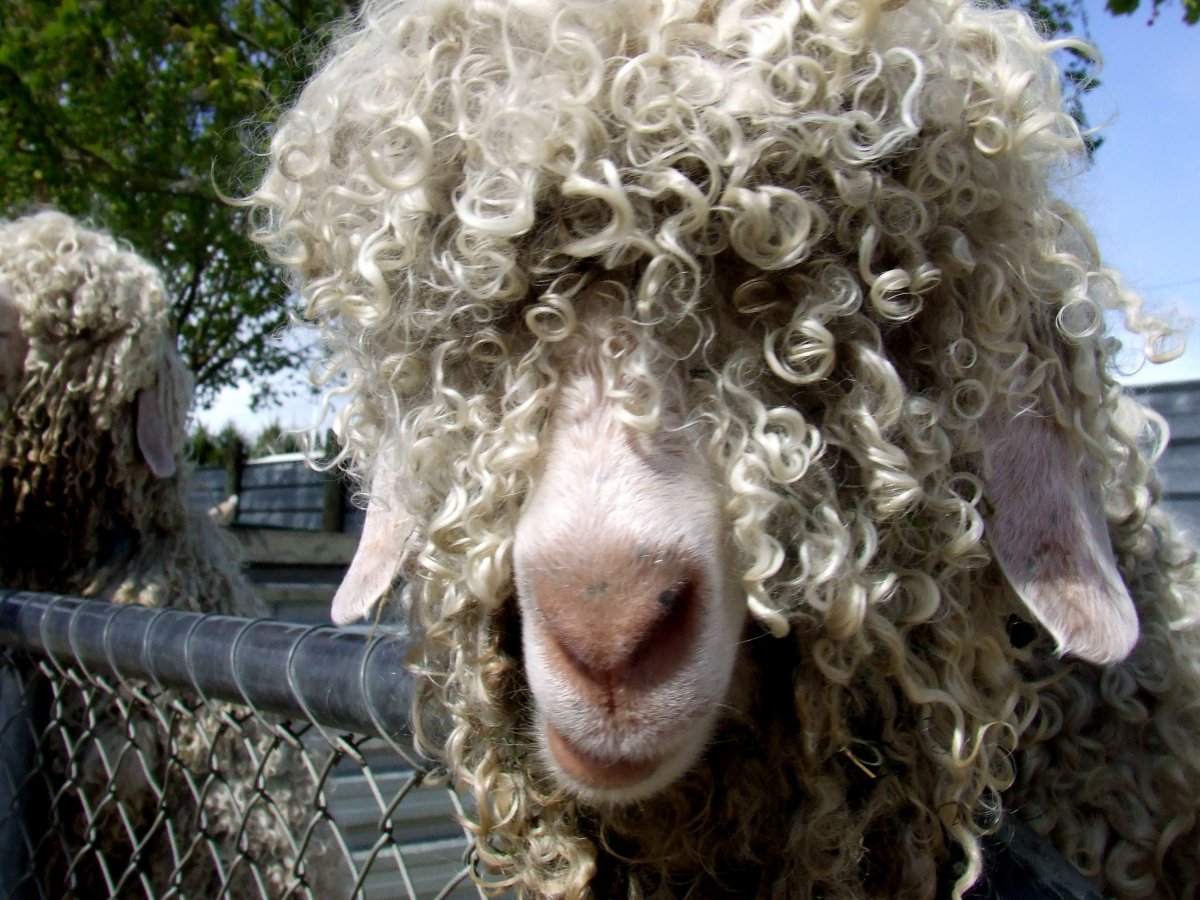 Верблюд лама альпака