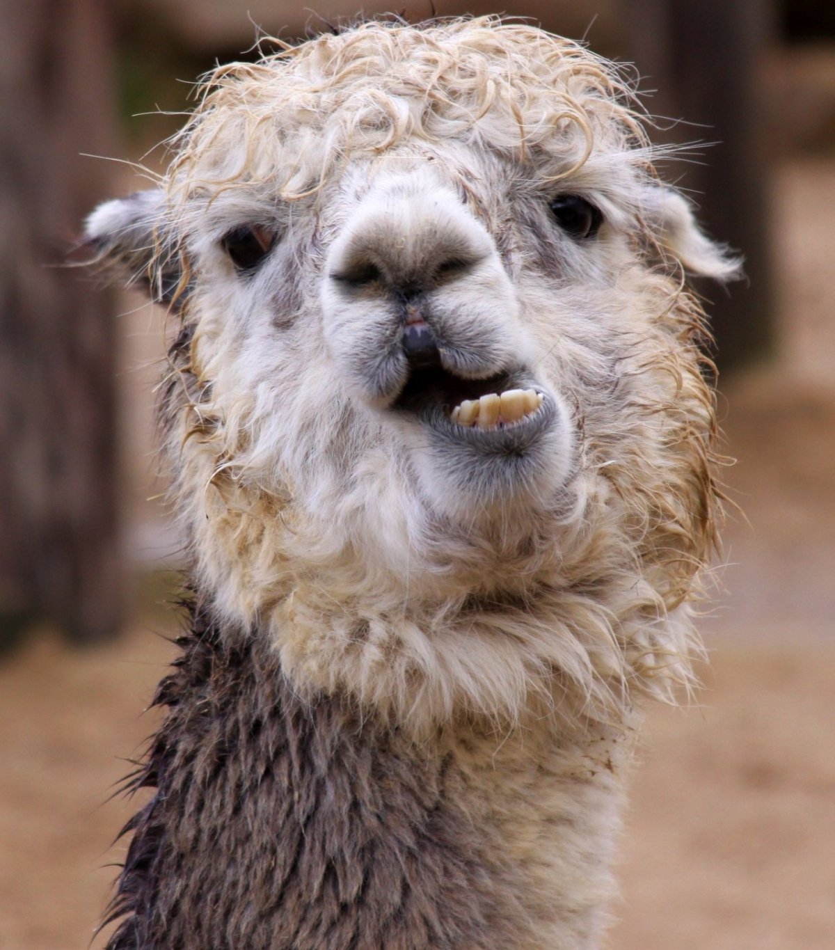 Альпака и баран