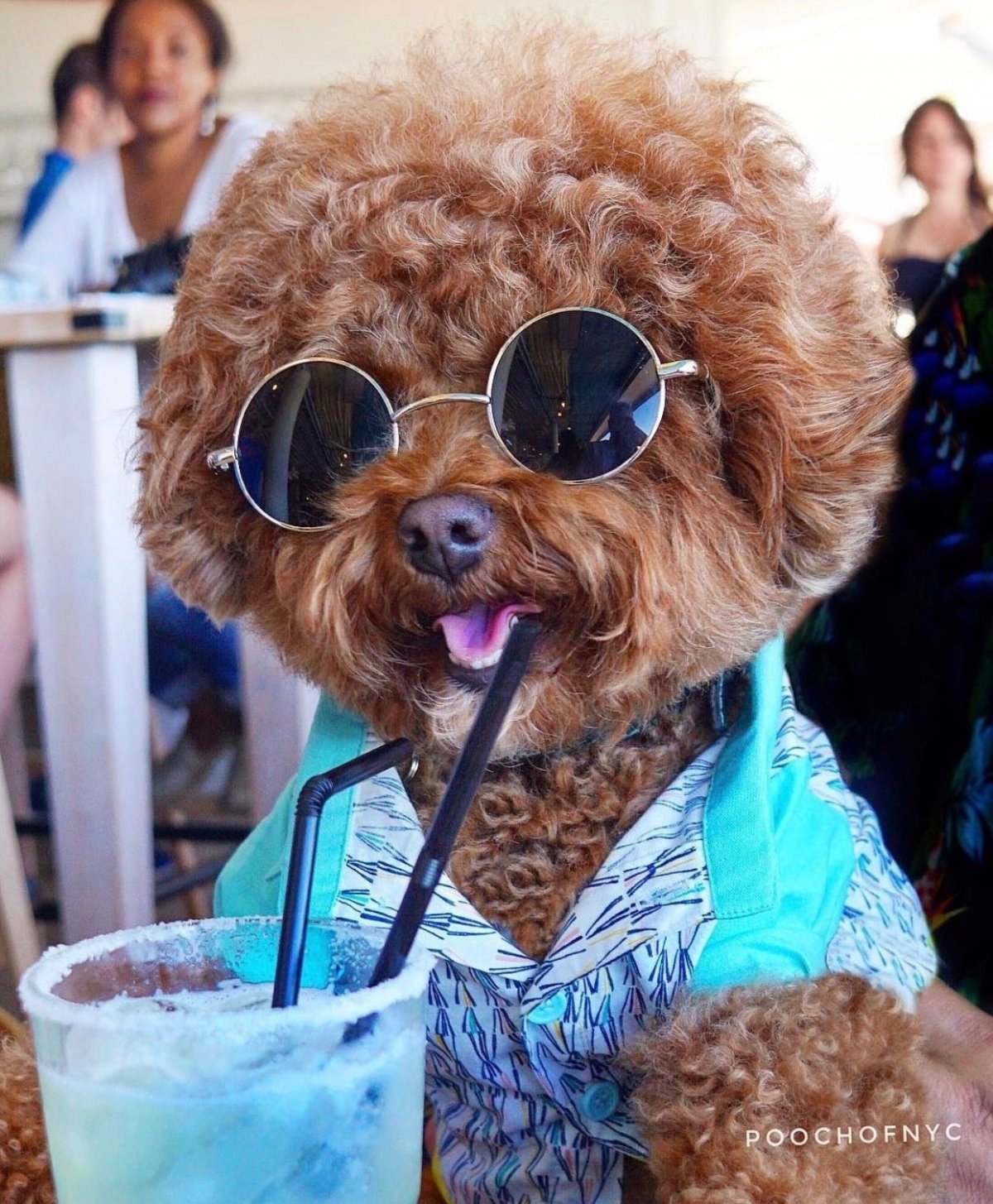 Кучерявая собака