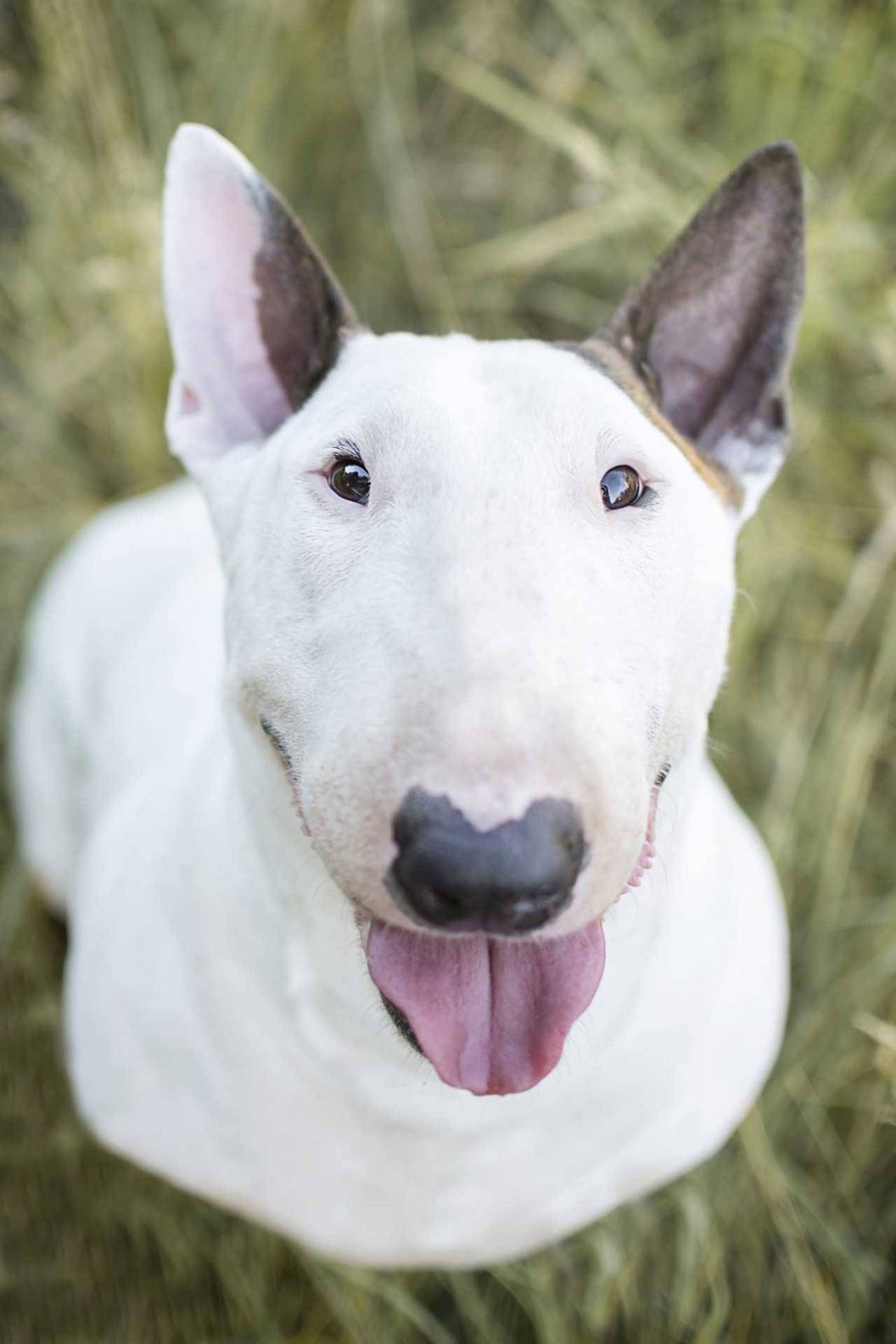 Бультерьер чистокровный