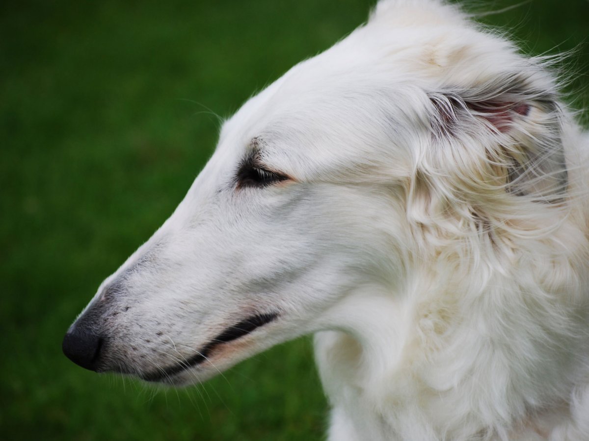 Собака мини бультерьер