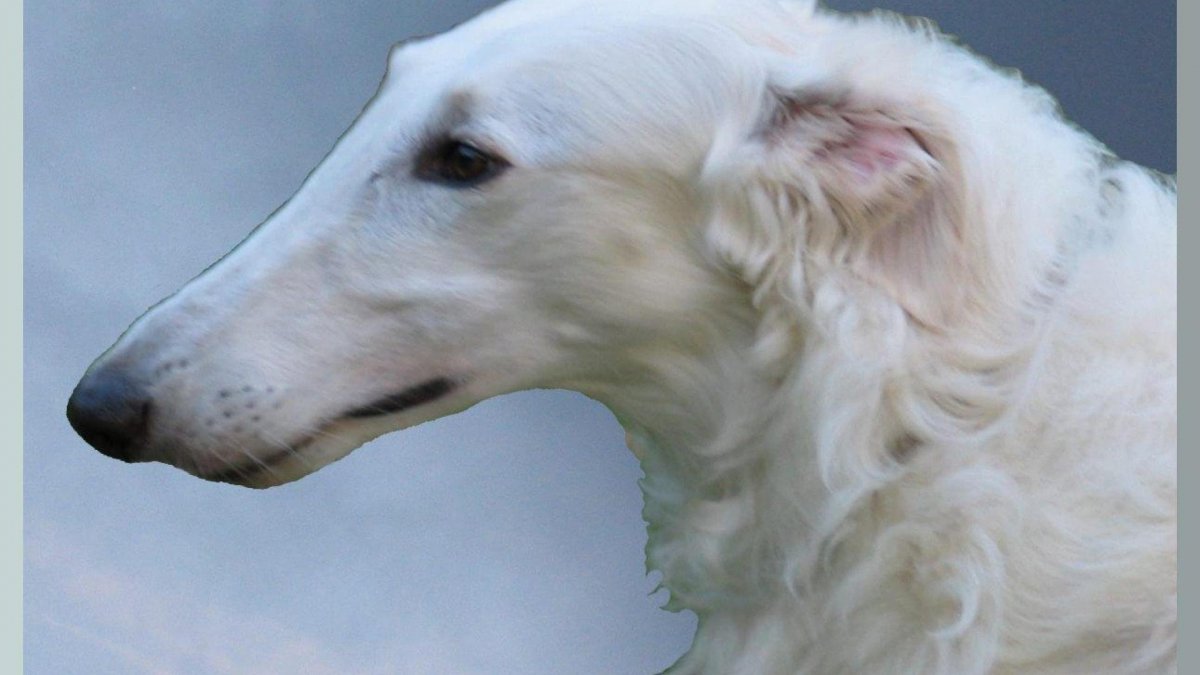 Русская псовавая борзая