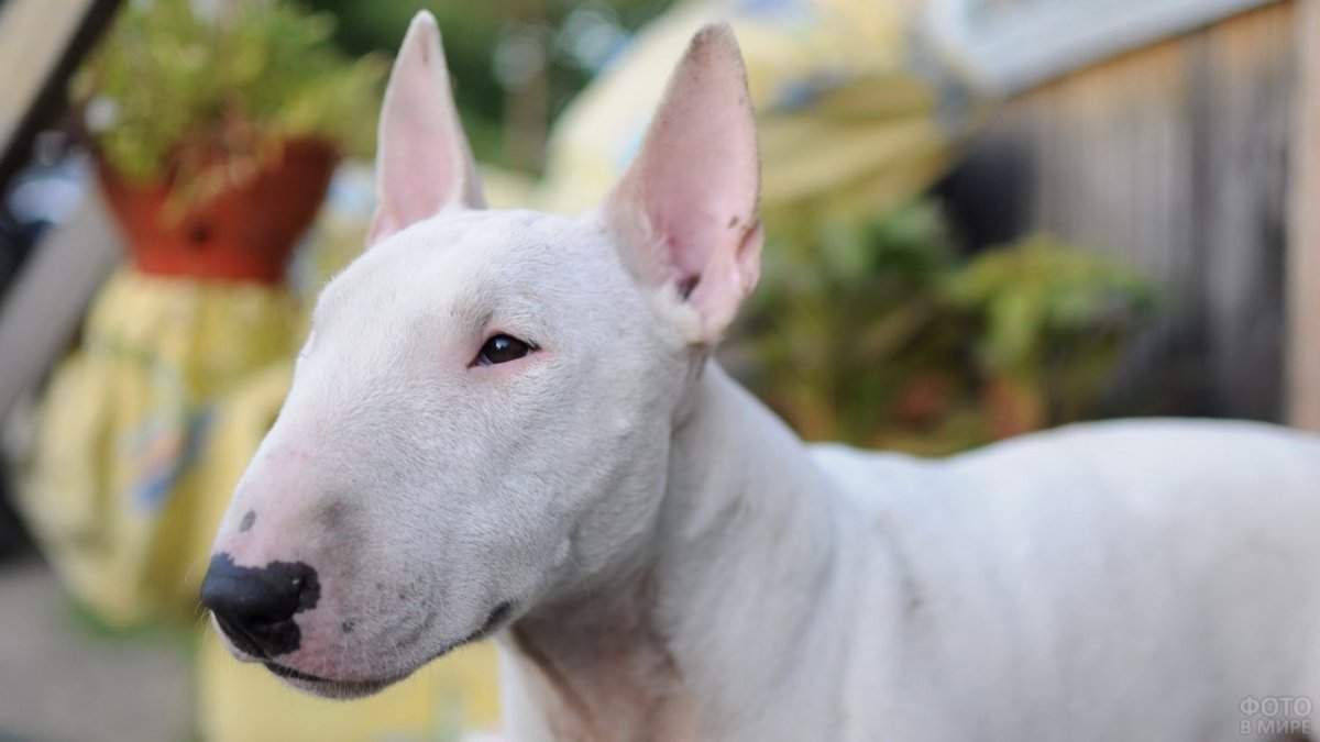 Бультерьер терьер