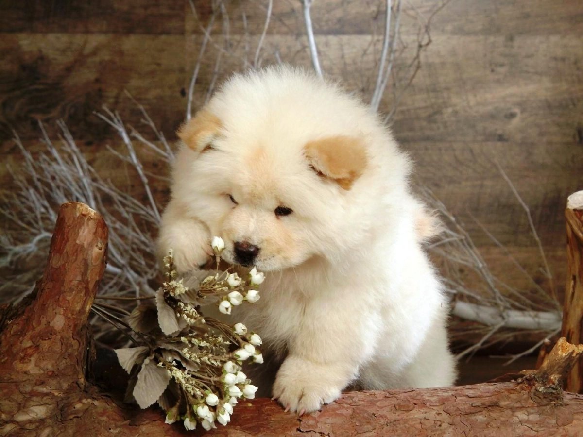 Милые собачки мишки