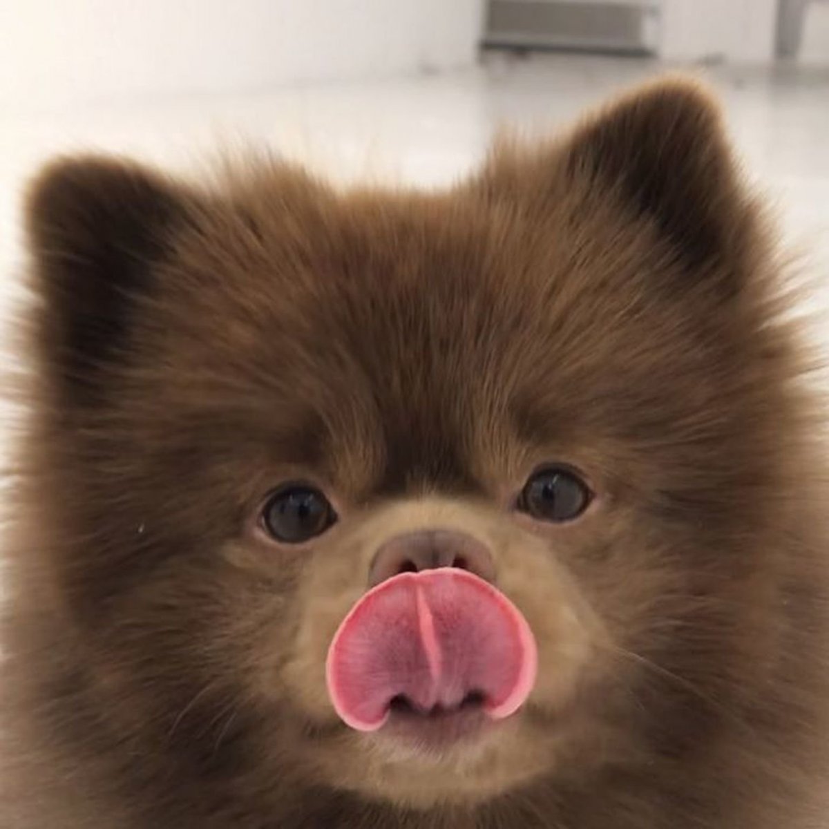 Милые большие собаки