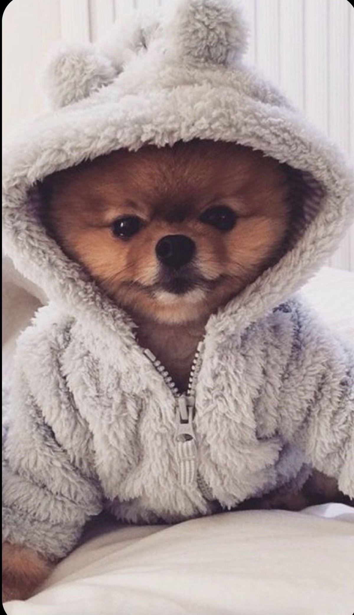 Медвежья порода собак