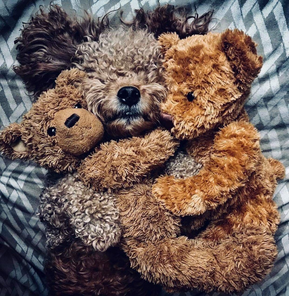 Шпиц-померанец Берт