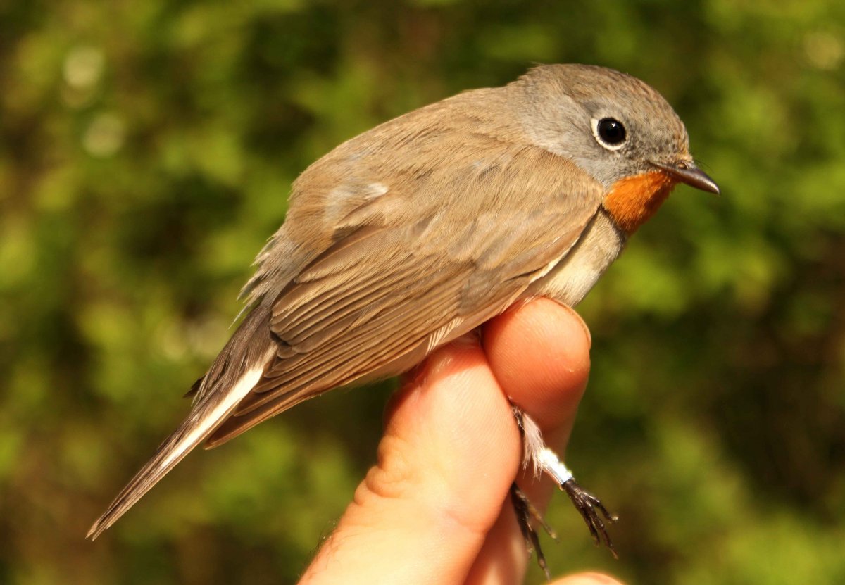 Крымская Зарянка