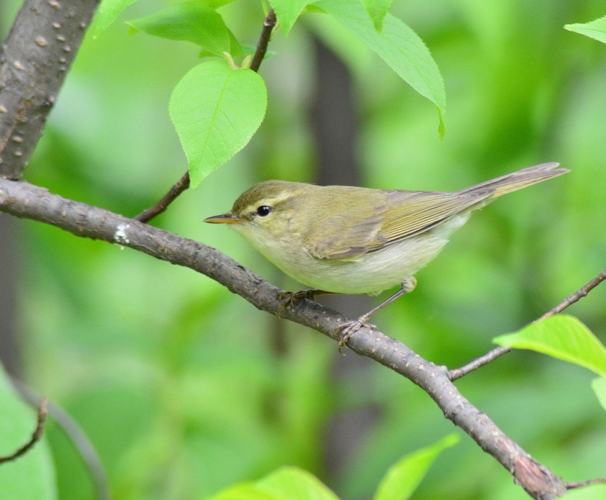 Маленькая птичка средней полосы