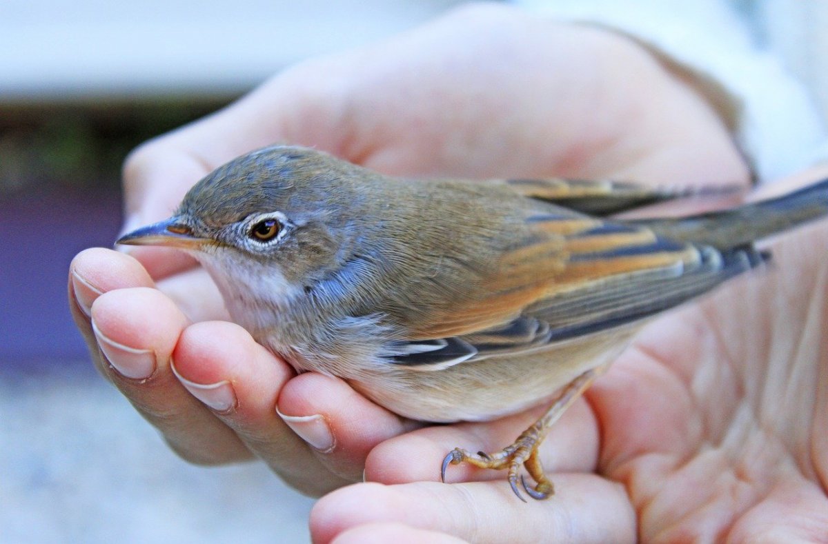 Малая мухоловка птица