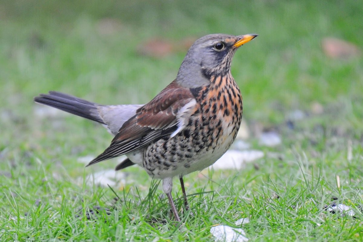 Птицы Подмосковья