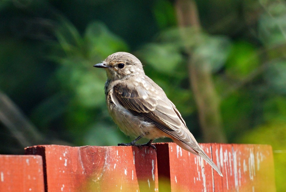 Певчие птицы Подмосковья