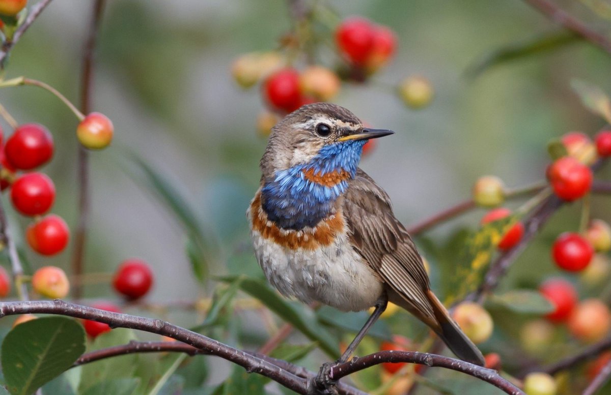 Красногрудая Зарянка