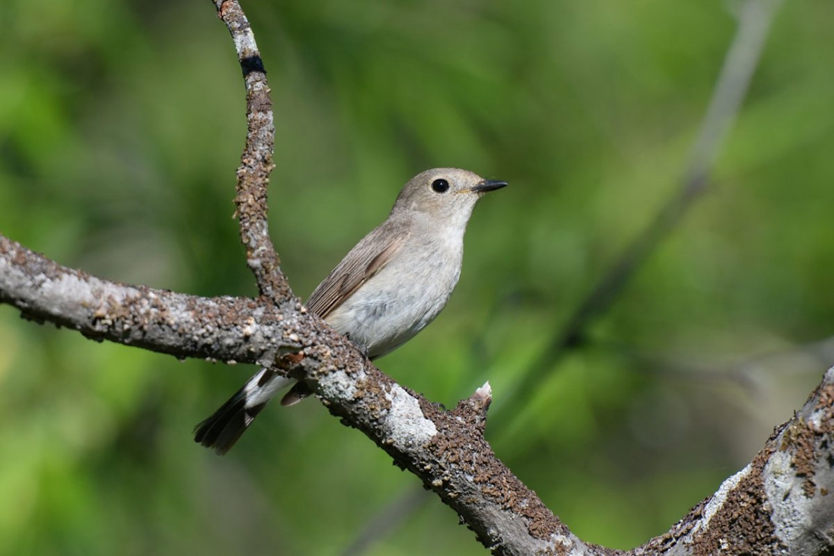 Зарянка Зяблик Дрозд