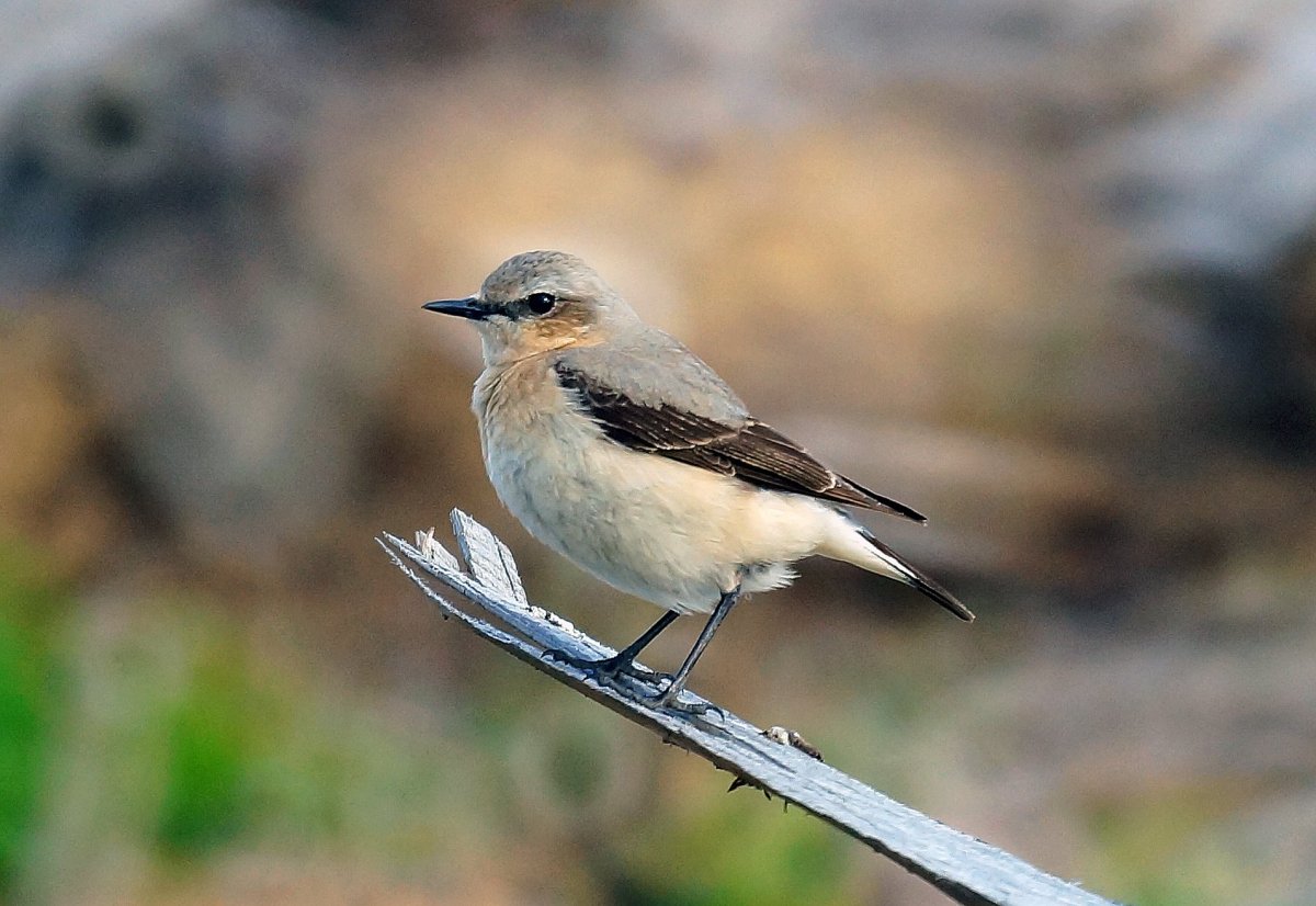 Маленькие птицы России фото и названия