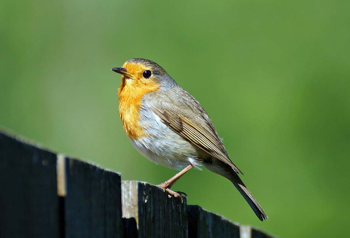 Желто-зеленая птичка размером с воробья