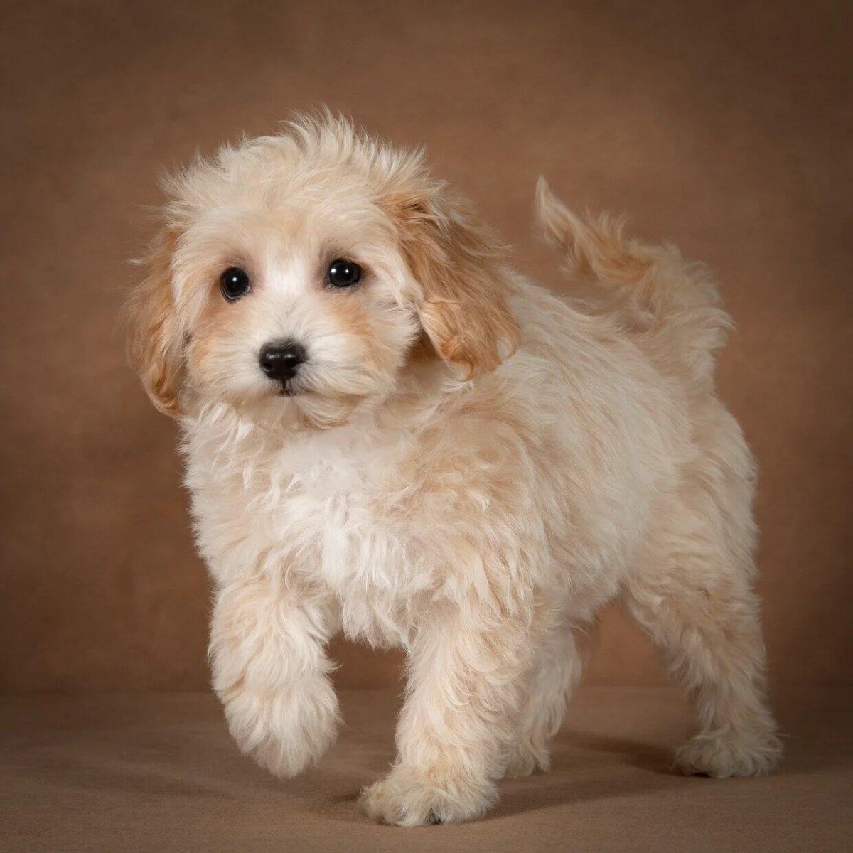 Мальтипу терьер