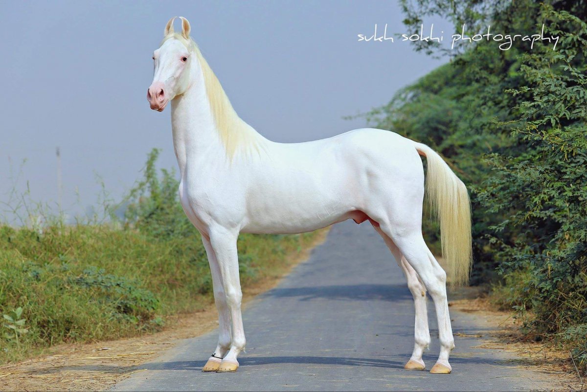 Фризская лошадь альбинос в цирке