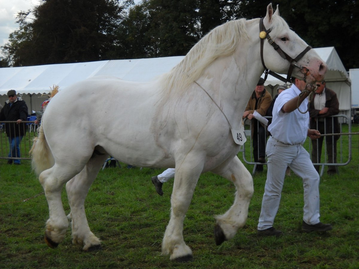 Породы лошадей Шайр галоп