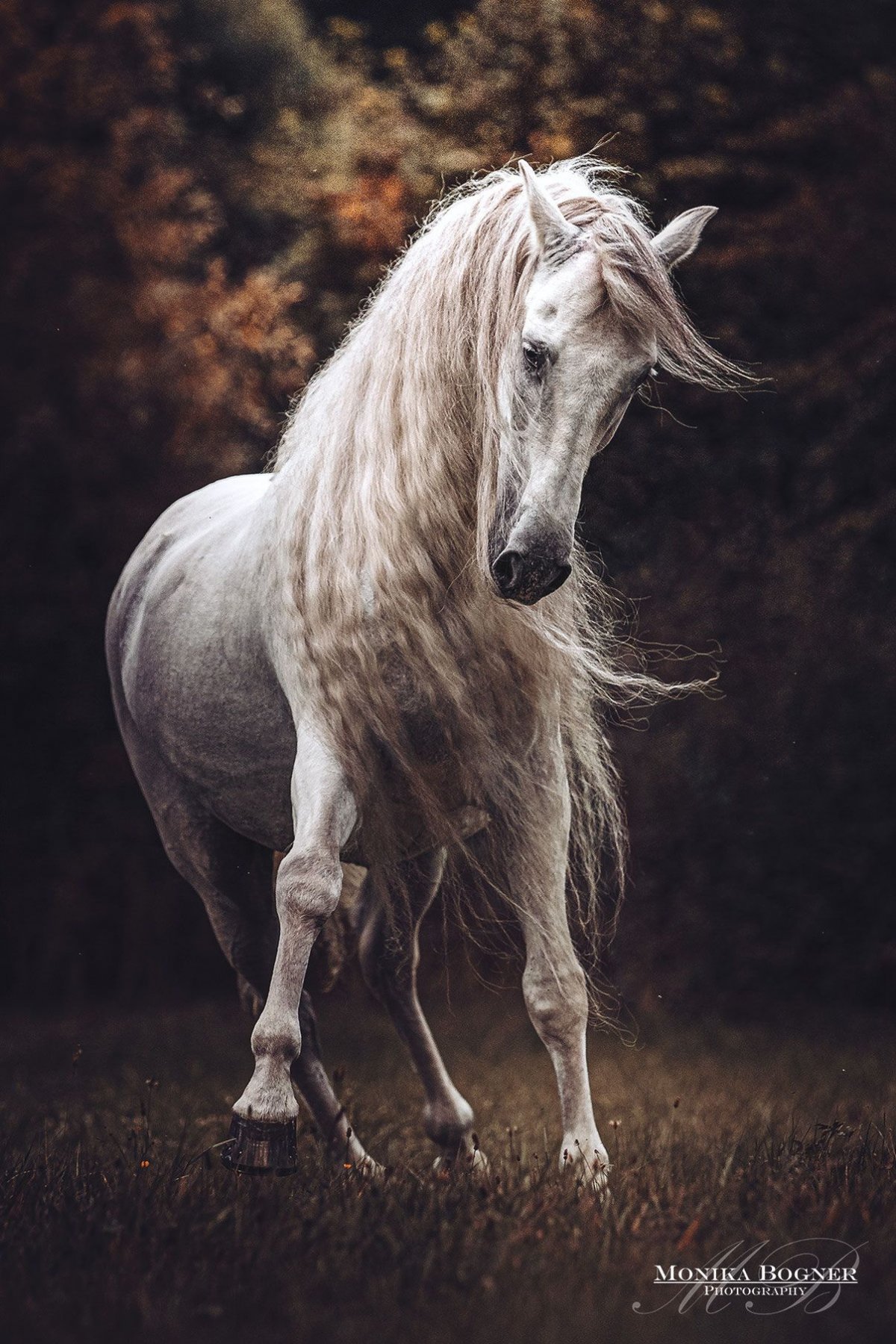 Safari Фризская лошадь