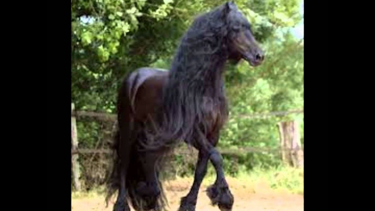 Белая лошадь с голубыми глазами