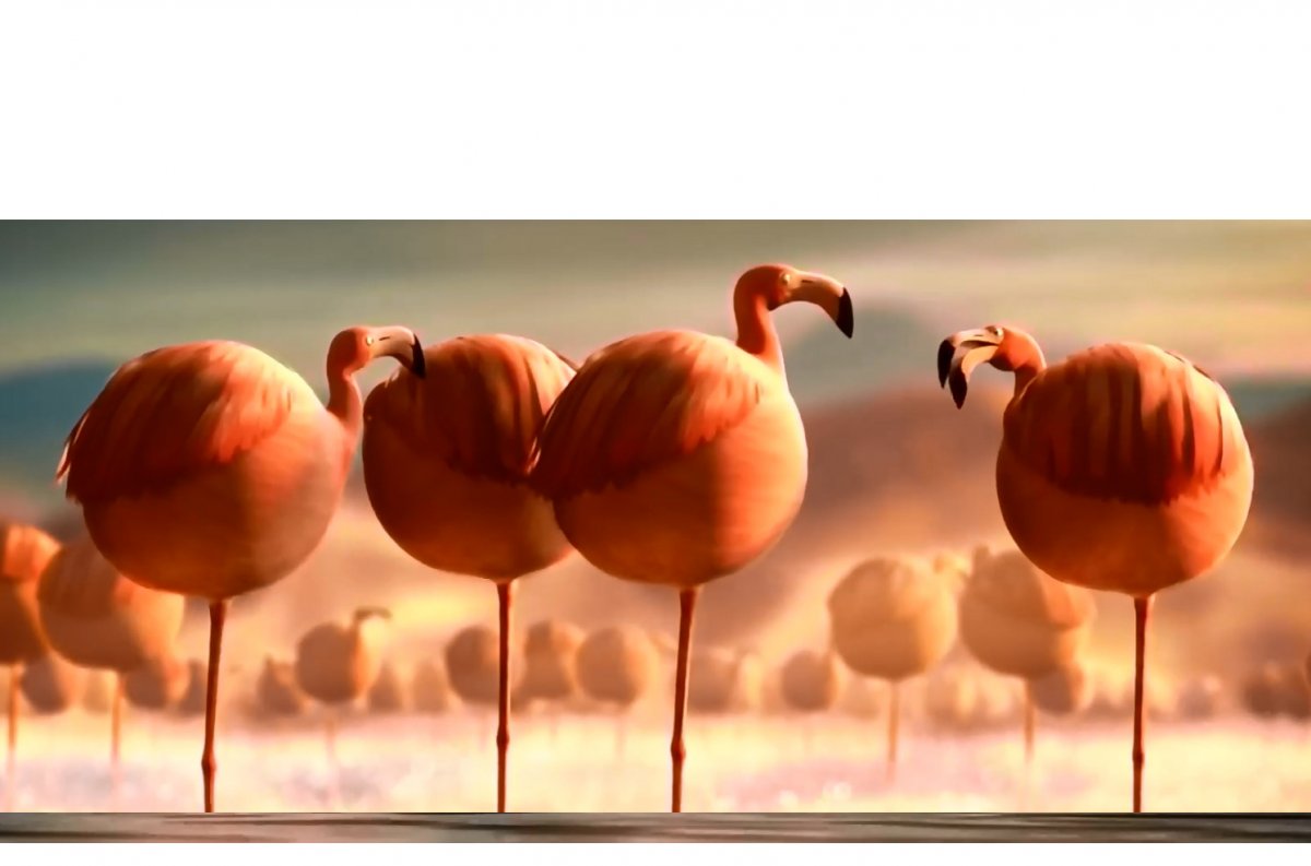 Круглые животные